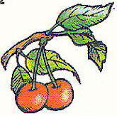3-6-Kirsche.jpg